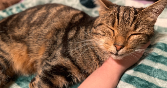 emilie pet sitter à ROUEN 76000_3