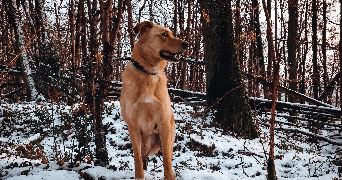 caroline pet sitter à CHAVILLE 92370_2