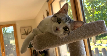 ines pet sitter à ST CHRISTOPHE SUR DOLAISON 43370_10
