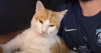bryan pet sitter à VINON SUR VERDON 83560