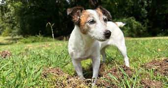 aurélie  pet sitter à Billère 64140_4