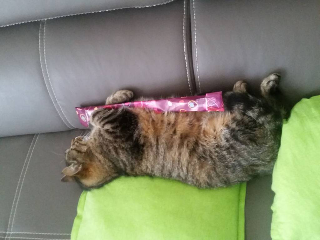 muriel pet sitter à Précy-sur-Marne 77410_7