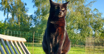 maya pet sitter à CAEN 14000_4