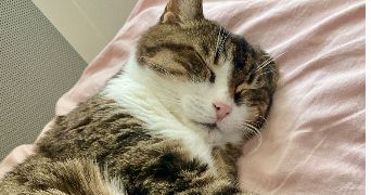 elisa pet sitter à  17000
