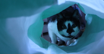 emeline pet sitter à ST ROMAIN LE PUY 42610_0