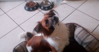 serena pet sitter à VERDUN 55100_1