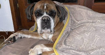 mathilde pet sitter à CHEVILLY LARUE 94550_3