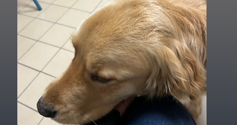dandio dog sitter à VERNEUIL SUR VIENNE 87430_1