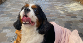 morgane pet sitter à PARIS 13 75013_4