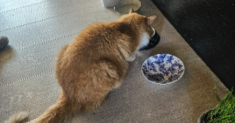 wafaa pet sitter à PARIS 16 75016_8