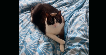 loriane pet sitter à NIMES 30000_3