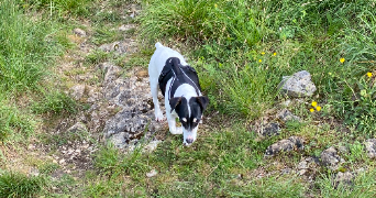 camille pet sitter à BISCHHEIM 67800_3