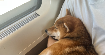 emmy dog sitter à ISSY LES MOULINEAUX 92130_10