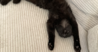 victoire pet sitter à ST GEORGES D ORQUES 34680_7