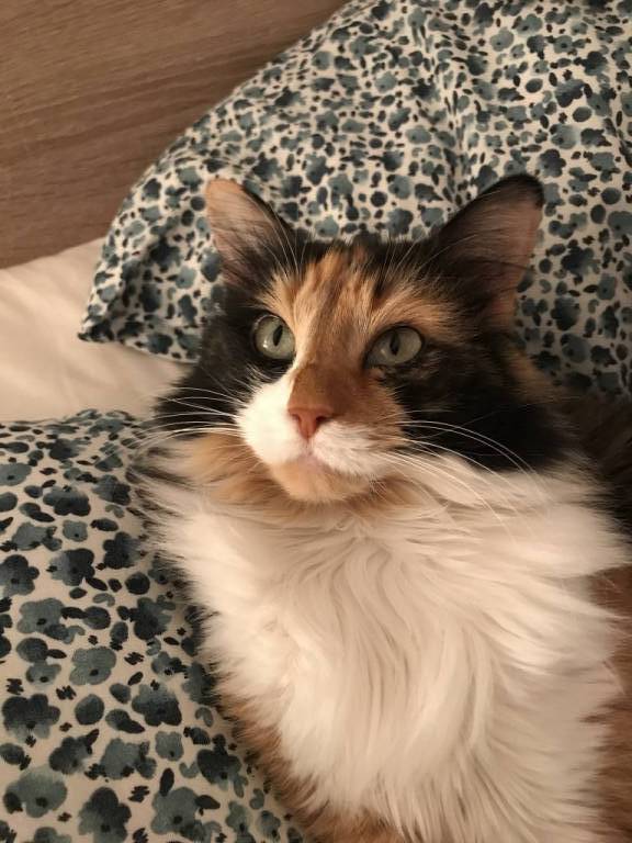 léo pet sitter à Bévillers 59217_6