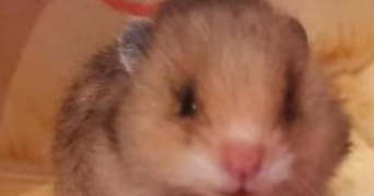 alexandra pet sitter à LANDRES 54970_1