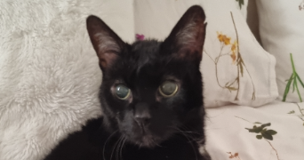 guillaume pet sitter à Verneuil-sur-Seine 78480_8