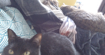 ferrières pet sitter à Villeurbanne  69100_1