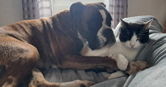 francis pet sitter à DURAVEL 46700_4