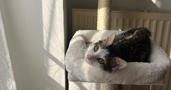 inès pet sitter à CLAMART 92140_5