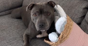 mélanie pet sitter à PARMAIN 95620_5