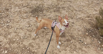 chloé pet sitter à DONZAC 82340_1