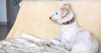sarah pet sitter à TOULOUSE 31200_1