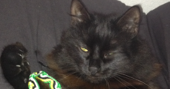 florian pet sitter à LAGOR 64150_0