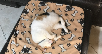 maeva pet sitter à DELLE 90100_1