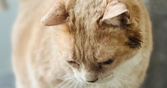 audrey pet sitter à GOUVIEUX 60270_8