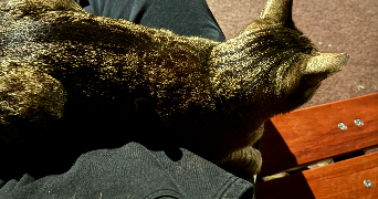 victoria pet sitter à CHAVILLE 92370_3