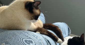 lili-jeanne pet sitter à PLOUGASTEL DAOULAS 29470_1