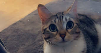 victorine pet sitter à MARSEILLE 01 13001_3