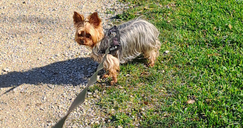 jean pierre pet sitter à PIBRAC 31820_11