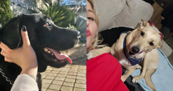 anne pet sitter à BORDEAUX 33800_2
