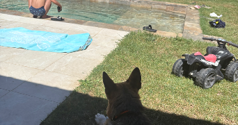kim pet sitter à BEAUVOISIN 30640_2