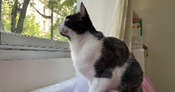 annabel pet sitter à PARIS 14 75014_2