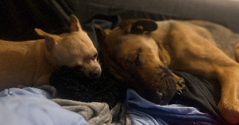 morgane pet sitter à IGNY 91430_5