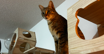 camille pet sitter à Saint Vincent de Tyrosse 40230_8