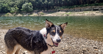 savannah pet sitter à BASTIA 20200_4