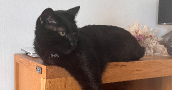 alexandra pet sitter à ST JEOIRE 74490_1