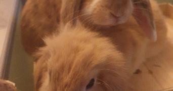 cinthya pet sitter à MONTPELLIER 34080_0