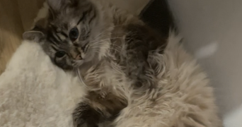 marianne pet sitter à PERPIGNAN 66000_4
