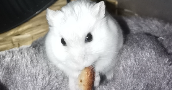 jade pet sitter à ROUEN 76000_4