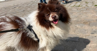 louise pet sitter à PARIS 11 75011_3