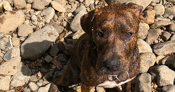 elodie pet sitter à FISMES 51170_5