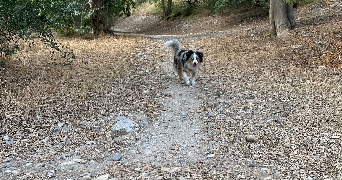 clara pet sitter à Avignon 84000_1