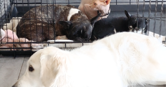 fanny pet sitter à HERSIN COUPIGNY 62530_1