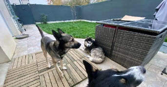 lana pet sitter à MORMANT 77720_10