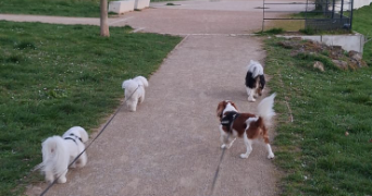 christelle pet sitter à CORBEIL ESSONNES 91100_9